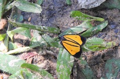 Paratype univitta