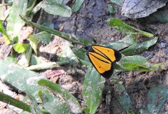 Paratype univitta