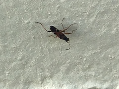 Beosus quadripunctatus