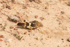 Pyrgodera armata