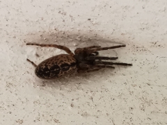 Segestria senoculata