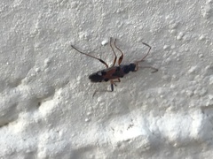 Beosus quadripunctatus