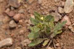 Hyoscyamus pusillus