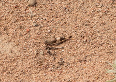 Sphingonotus octofasciatus