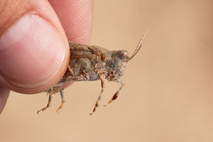 Sphingonotus octofasciatus