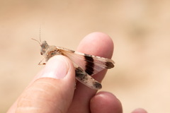 Sphingonotus octofasciatus