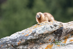 Marmota baibacina