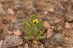 Hyoscyamus pusillus