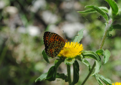 Melitaea didyma