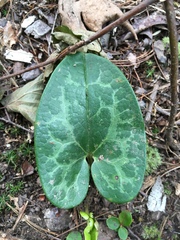 Hexastylis virginica