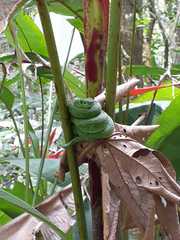 Bothriechis thalassinus