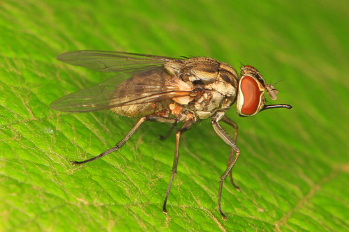 Stable Fly photo 3