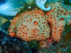 Hemimycale columella