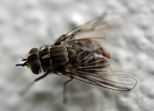 Stable Fly photo 4
