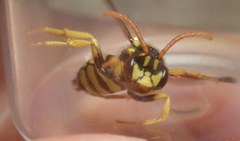 Nomada succincta