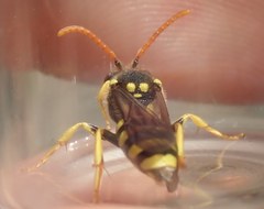 Nomada succincta