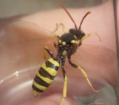 Nomada succincta