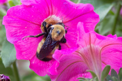Bombus nevadensis