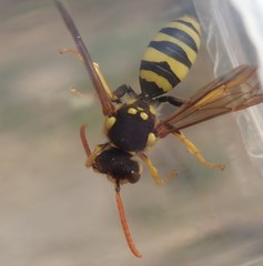 Nomada succincta
