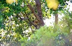 Falconiformes