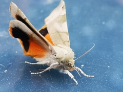 Noctua fimbriata