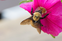 Bombus nevadensis