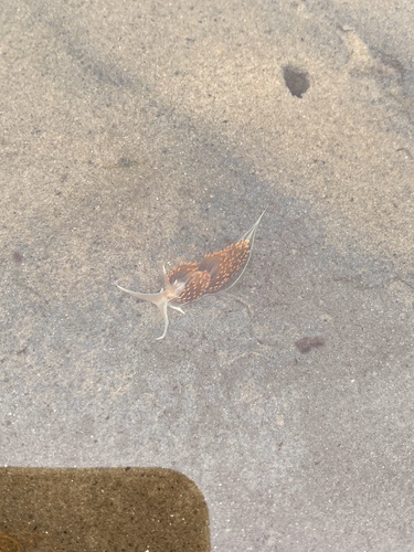 iNaturalist observation photo of Opalescent Nudibranch