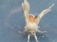 Noctua fimbriata