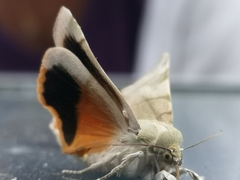 Noctua fimbriata