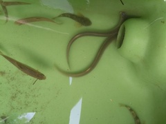 Cottus gobio