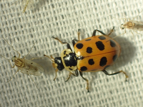 Thirteen-spotted Lady Beetle