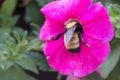 Bombus nevadensis