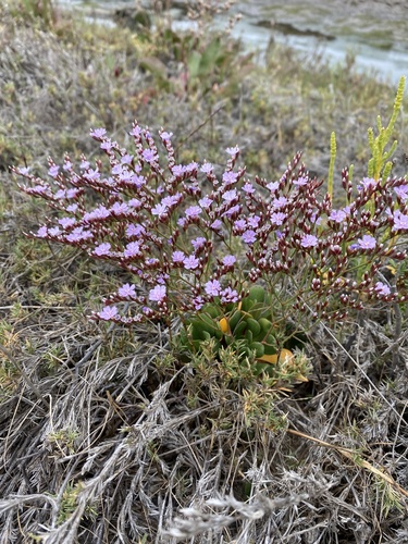 iNaturalist observation photo of European sea lavender