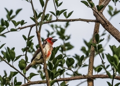 Lybius vieilloti