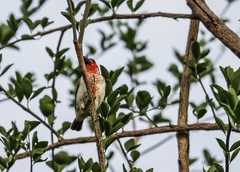 Lybius vieilloti