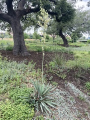 Yucca pallida