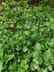 Ajuga reptans