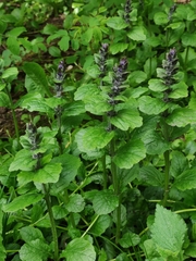 Ajuga reptans
