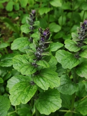 Ajuga reptans