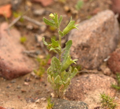 Hyoscyamus pusillus