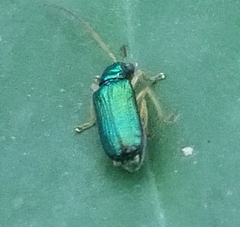 Pseudotheopea smaragdina