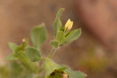 Hyoscyamus pusillus