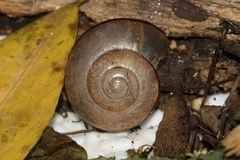 Kerkophorus vittarubra