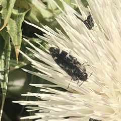 Acmaeodera hepburnii