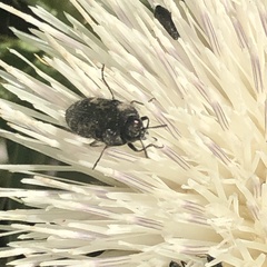 Acmaeodera hepburnii