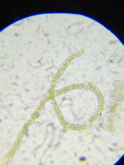 Microspora