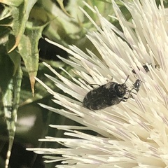 Acmaeodera hepburnii