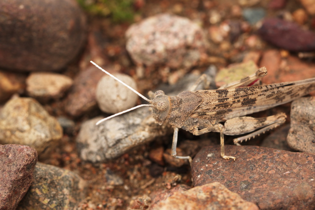 Thrinchus campanulatus