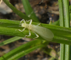 Alloperlini