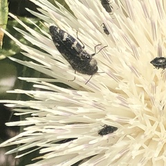 Acmaeodera hepburnii